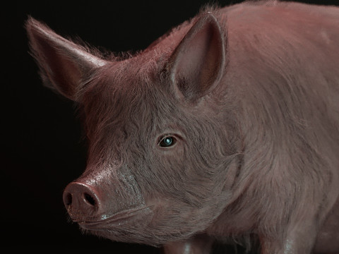 Pink Pig 3D Model