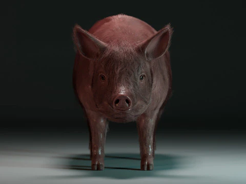 Pink Pig 3D Model