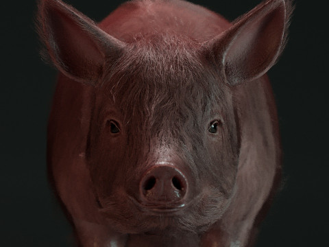 Pink Pig 3D Model