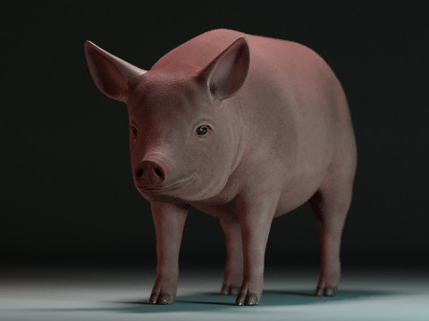 Pink Pig 3D Model