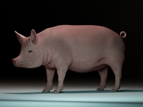Pink Pig 3D Model