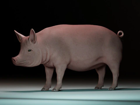 Pink Pig 3D Model