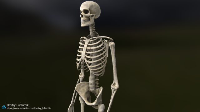 Human Male Skeleton real-time 3D Model .c4d .max .obj .3ds .fbx .stl .blend 