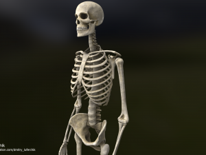 Human Male Skeleton real-time 3D Model