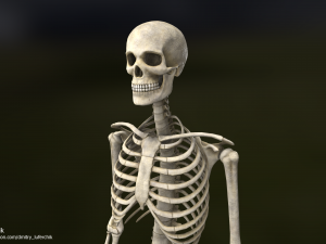 Human Male Skeleton real-time 3D Model
