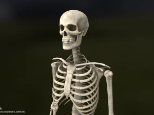 Human Male Skeleton real-time 3D Model