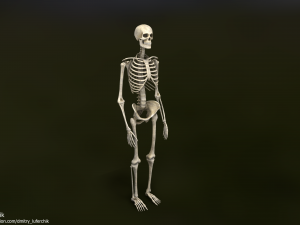 Human Male Skeleton real-time 3D Model