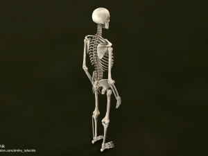 Human Male Skeleton real-time 3D Model
