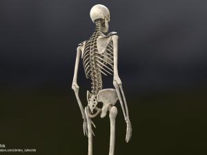 Human Male Skeleton real-time 3D Model