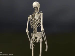 Human Male Skeleton real-time 3D Model