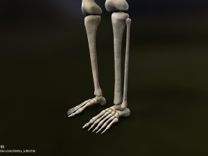Human Male Skeleton real-time 3D Model