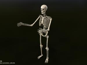 Human Male Skeleton real-time 3D Model