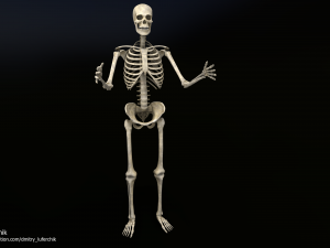Human Male Skeleton real-time 3D Model