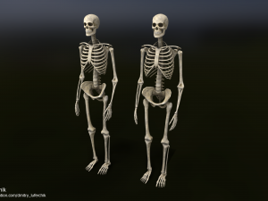 Human Male Skeleton real-time 3D Model