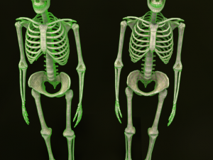 Human Male Skeleton real-time 3D Model