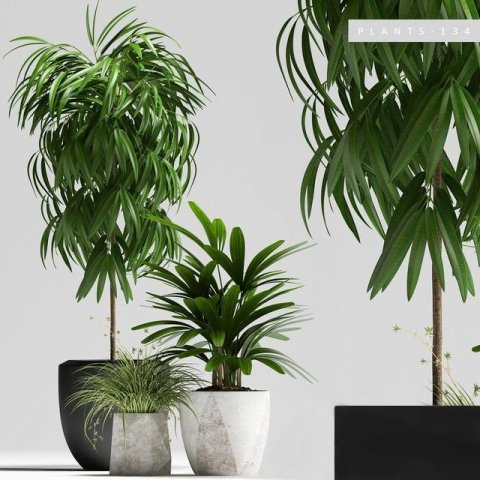 Plant Modelo 3D .c4d .max .obj .3ds .fbx .stl .blend 