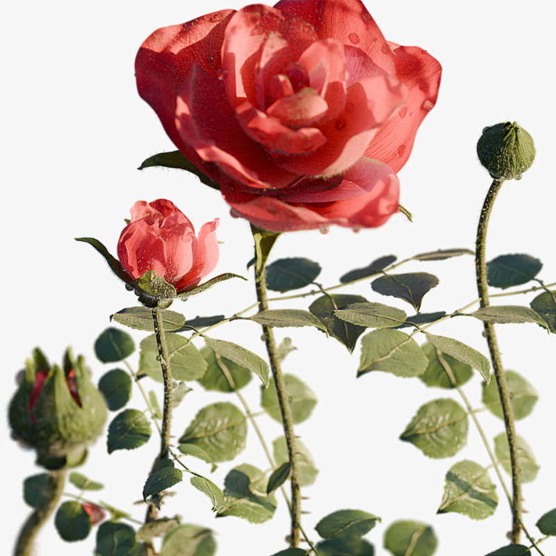 Realistic Rose Animated 3D Model .c4d .max .obj .3ds .fbx .stl .blend
