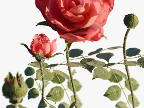 Realistic Rose Animated 3D Modell