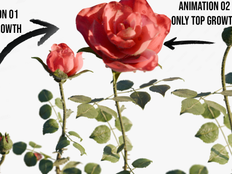 Realistic Rose Animated 3Dモデル