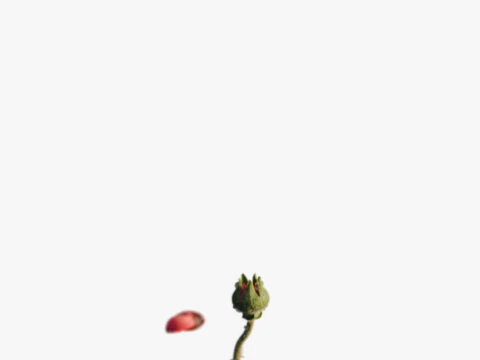 Realistic Rose Animated 3D Model