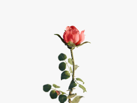 Realistic Rose Animated 3Dモデル