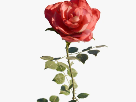 Realistic Rose Animated 3D Model