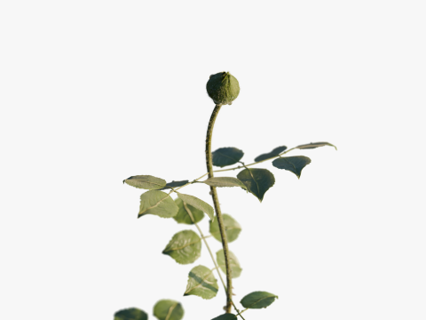 Realistic Rose Animated 3Dモデル