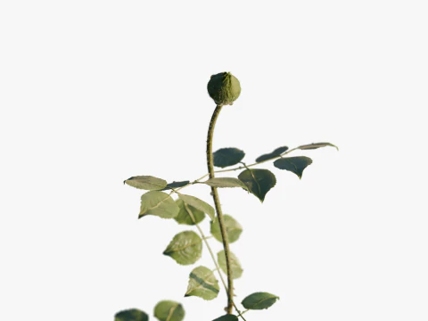 Realistic Rose Animated 3D Model