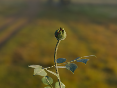 Realistic Rose Animated 3Dモデル