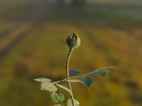 Realistic Rose Animated 3D Model