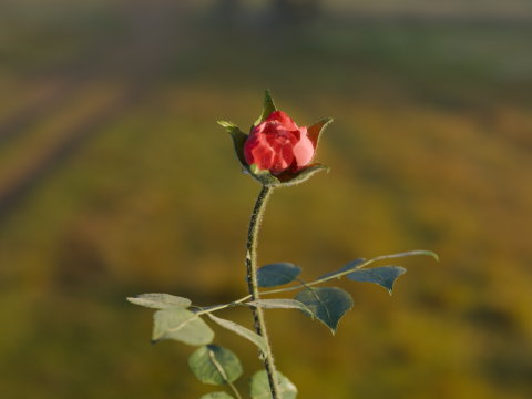 Realistic Rose Animated 3Dモデル