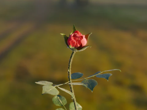 Realistic Rose Animated 3D Model