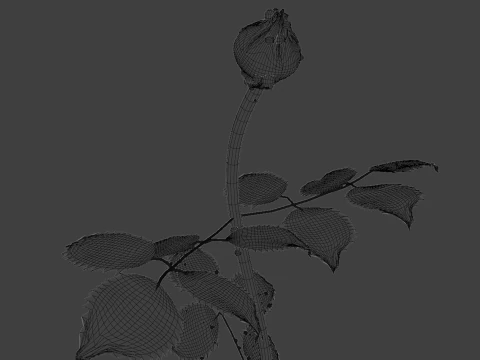 Realistic Rose Animated 3D Model