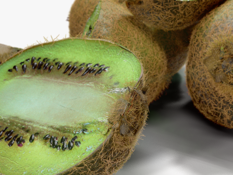 Realistic Kiwi Collection 3D Modell
