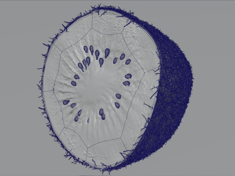 Realistic Kiwi Collection 3D Modell