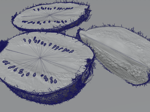 Realistic Kiwi Collection 3D Modell