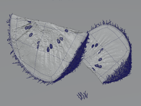 Realistic Kiwi Collection 3D Modell