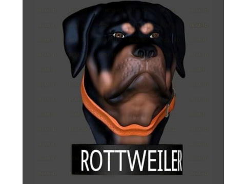 Rottweiler bust Modelo de Impressão 3D
