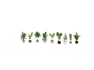 Tropical plants 1 3D Model