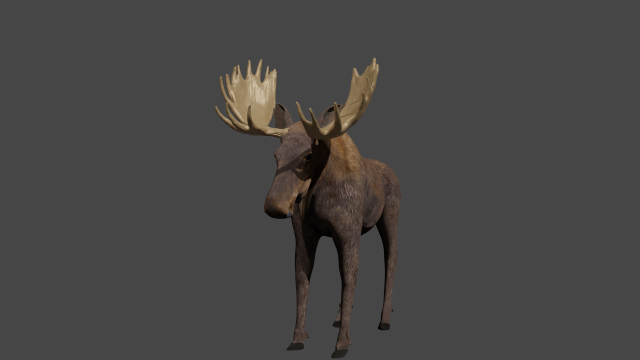 Moose or elk 3D-Modell .c4d .max .obj .3ds .fbx .stl .blend 