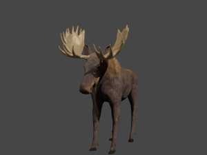 Moose or elk 3D मॉडल