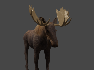 Moose or elk 3D-Modell