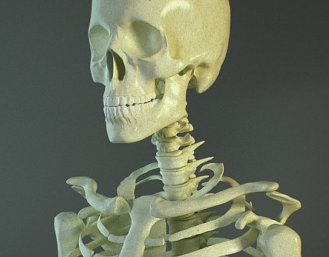 Realistic Skeleton 3D 模型 .c4d .max .obj .3ds .fbx .stl .blend 