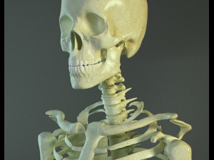 Realistic Skeleton 3D 模型