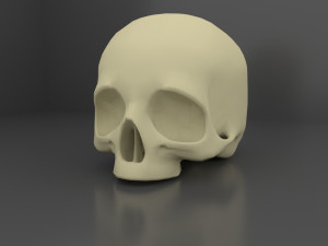 Skull 3 LODs 3D 모델