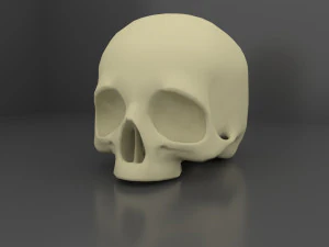 Skull 3 LODs 3D Model
