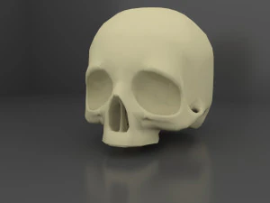 Skull 3 LODs 3D Model