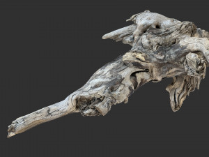 Tree Root 3D Scan 3D Model
