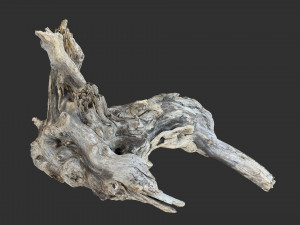 Tree Root 3D Scan 3D Model