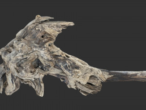 Tree Root 3D Scan 3D Model